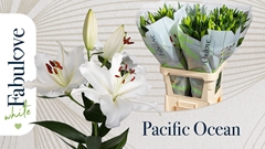 Lily Oriental Pacific Ocean 95cm 5+