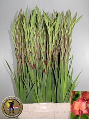 Gladiolus Indian Summer 105cm 150gr.
