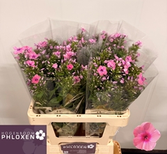 Phlox Kiki 60cm
