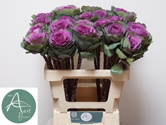 Brassica Red Crane 60cm