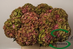 Hydrangea Royal Anastasia Classic 80cm 19-21cm Hd