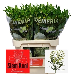 Alstroemeria Florinca Jade 75cm