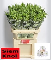 Alstroemeria Virginia 75cm 60gr.