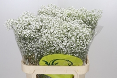 Gypsophila Paniculata Xlence 80cm 50gr.