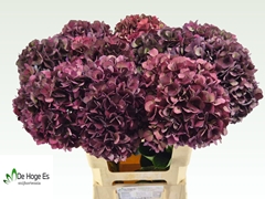 Hydrangea Rubyred 60cm 17-19cm Hd