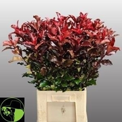 Photinia Mag Volcano 80cm