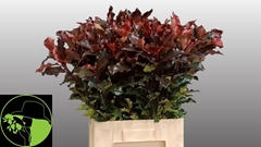 Photinia Mag Volcano 70cm