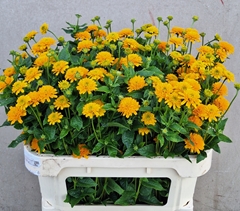 Heliopsis Helianthoides Asahi 75cm
