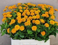 Heliopsis Helianthoides Asahi 65cm
