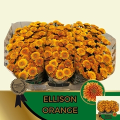 Chrysanth Santini Ellison Orange 55cm 48gr.
