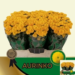Chrysanth Santini Aurinko 55cm 40gr.