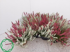 Calluna Garden Girls Twin Girls 12Ø 28cm