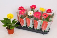 Gerbera Colourgame Mix 12Ø 32cm