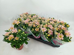 Chrysanth Showdance 12Ø 27cm
