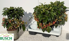 Ardisia Crenata 14Ø 35cm