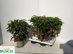 Ardisia Crenata 14Ø 40cm