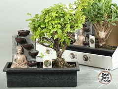 Bonsai Mix 29Ø 30cm