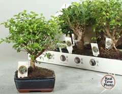 Bonsai Mix 15Ø 20cm