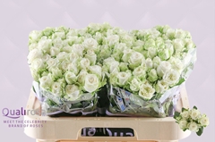 Rosa Spray Miss Bombastic 60cm 4+