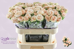 Rosa Spray Gentle Trendsetter 80cm 4+