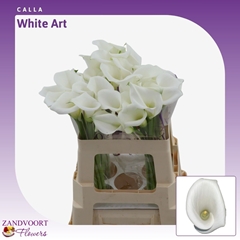 Zantedeschia White Art 55cm