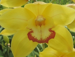 Cymbidium Sungold 80cm