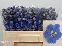 Delphinium Double Delphi's Morninglight 50cm