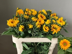 Helianthus Vincent's Fresh 75cm