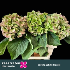 Hydrangea White Verena Classic 50cm 15-17cm Hd