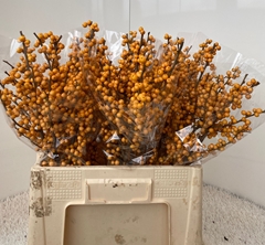 Ilex Verticillata Golden Verboom 60cm