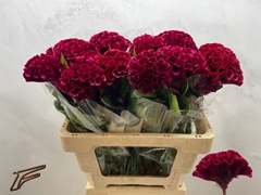Celosia Indian Summerburgundy 56cm
