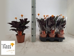 Calathea Crocata 14Ø 40cm