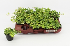 Hedera Helix Golden Jytte 8Ø 10cm