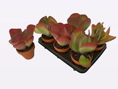 Kalanchoe Thyrsiflora 11Ø 19cm