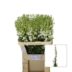 Consolida Regalis Qis White 80cm