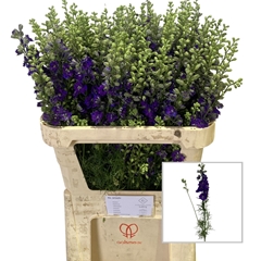 Consolida Regalis Qis Dark Blue 80cm