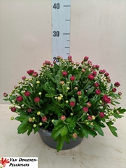 Chrysanthemum Jasoda Mauve 23Ø 35cm