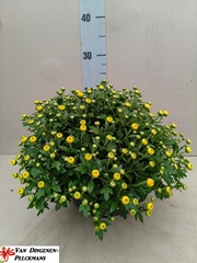 Chrysanthemum Jasoda Dark Yellow 23Ø 35cm