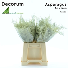 Asparagus Setaceus Painted Cream 45cm