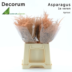 Asparagus Setaceus Painted Apricot 45cm