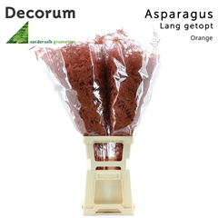 Asparagus Setaceus Painted Orange 85cm
