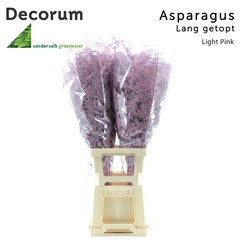 Asparagus Setaceus Painted Light Pink 85cm
