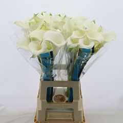 Zantedeschia Pure Art 70cm