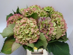 Hydrangea Verena Classic 60cm 17-19cm Hd