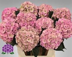 Hydrangea Royal Palace Classic 80cm 18-20cm Hd