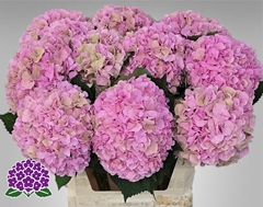 Hydrangea Royal Symphony 80cm 22-24cm Hd
