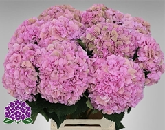 Hydrangea Royal Symphony 65cm 20-22cm Hd