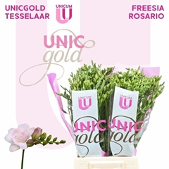 Freesia Double Rosario 50cm 20gr.