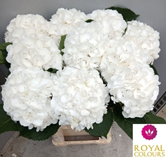 Hydrangea White Verena 50cm 14-16cm Hd