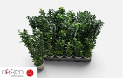 Euonymus Green Spire 9Ø 30cm